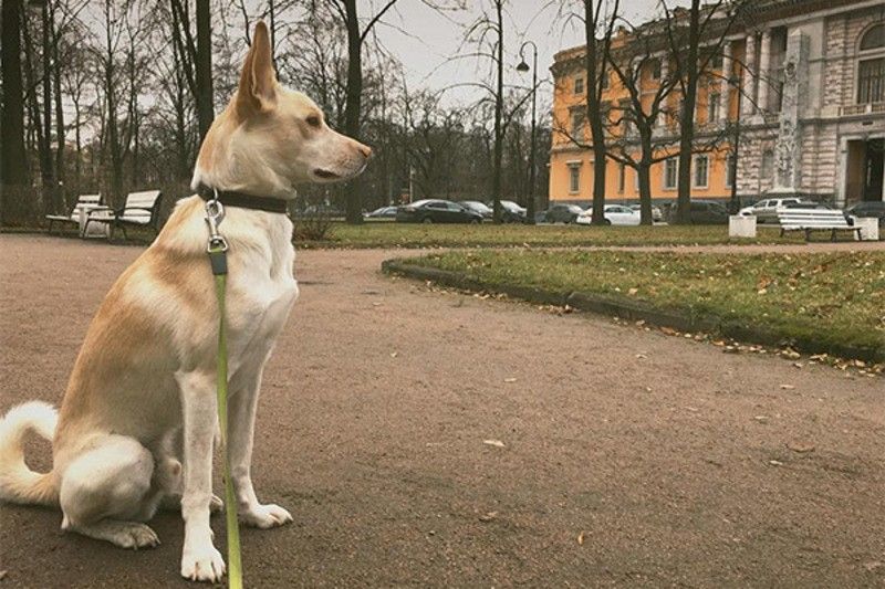 Мне б такой собачьей жизни: 10 самых умилительных звездных питомцев – символов 2018 года