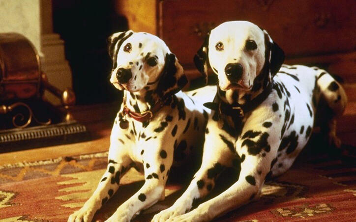 Film 101 Dalmatinec 101 Dalmatians Foto Video Spisok Akterov Vokrug Tv