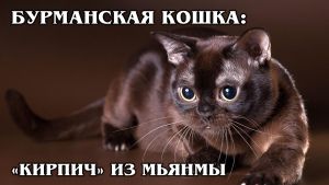 БУРМАНСКАЯ КОШКА: Кошка, которая приносит удачу и богатство | Интересные факты про породы кошек