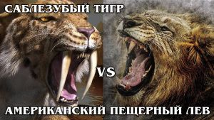 САБЛЕЗУБЫЙ ТИГР VS АМЕРИКАНСКИЙ ЛЕВ: Кто сильнее? Интересные факты про доисторических животных