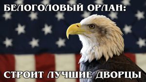 БЕЛОГОЛОВЫЙ ОРЛАН: Главный символ США - совсем не орел | Интересные факты про орлов, птиц и животных