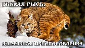 РЫЖАЯ РЫСЬ: Кошачий эксперт по выживанию в Америке - BobCat | Интересные факты про рысь и животных