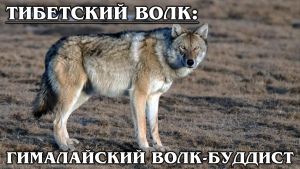 ТИБЕТСКИЙ ВОЛК: Гималайский волк охотится только на дичь | Интересные факты про волков и животных